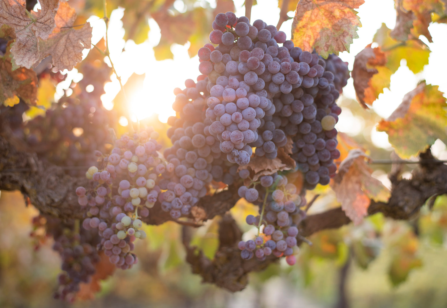 Love Ranch Vineyard