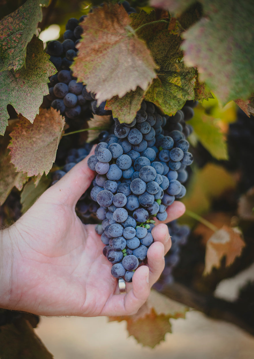 Gary Venturi Vineyard