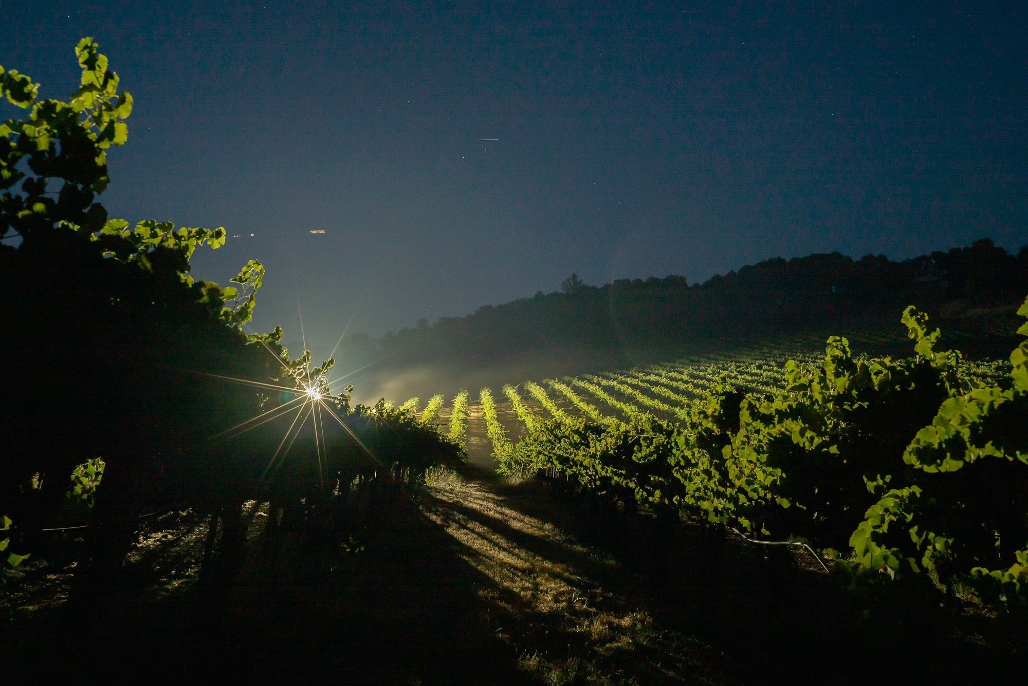 Junius Vineyard