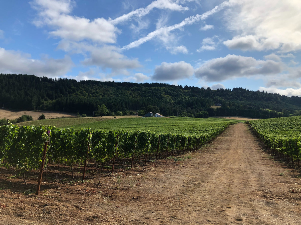 La Belle Promenade Vineyard